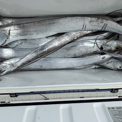 10月 17日(金)午前便・タチウオ釣りの写真その10