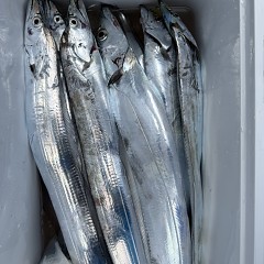 10月 17日(金)午前便・タチウオ釣りの写真その12