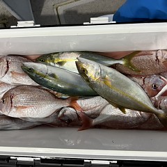 10月 17日（金）午後便・ウタセ真鯛の写真その9