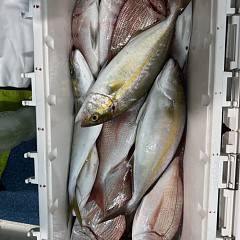 10月 17日（金）午後便・ウタセ真鯛の写真その12