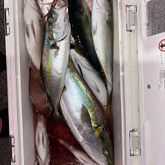 10月17日（金）午後便・ウタセマダイの写真その4