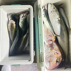 10月 18日（土）午後便・ウタセ真鯛の写真その9