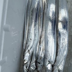 10月 22日（木）午前便・タチウオ釣りの写真その8