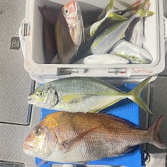 10月 26日(日)午後便・ウタセ真鯛の写真その6