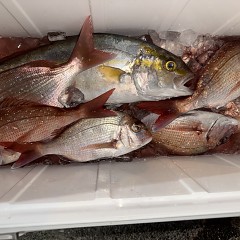 10月 28日（火）午後便・ウタセ真鯛の写真その9