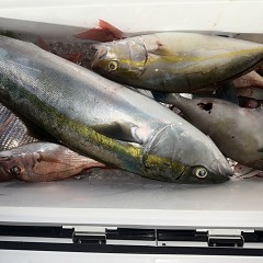 10月 28日（火）午後便・ウタセ真鯛の写真その11