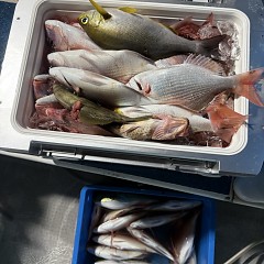 10月 29日(水)午後便・ウタセ真鯛の写真その7