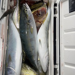 10月 29日(水)午後便・ウタセ真鯛の写真その9