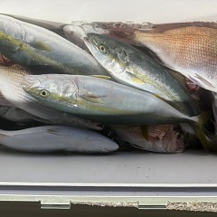 10月 29日(水)午後便・ウタセ真鯛の写真その10