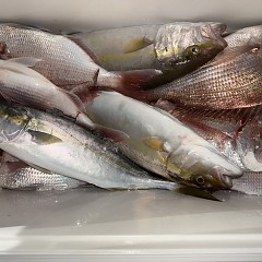 10月 29日(水)午後便・ウタセ真鯛の写真その11