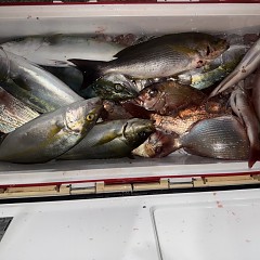 10月 29日(水)午後便・ウタセ真鯛の写真その12