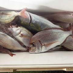 10月29日(水)午後便・ウタセマダイ釣りの写真その9