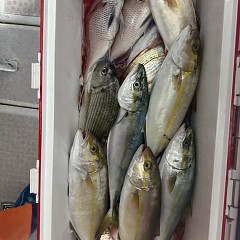 10月 30日(木)午後便・ウタセ真鯛の写真その8