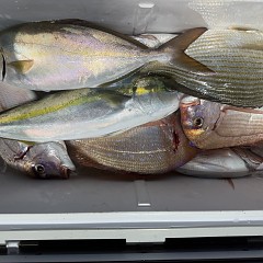 10月 30日(木)午後便・ウタセ真鯛の写真その9