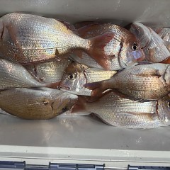 10月 30日(木)午後便・ウタセ真鯛の写真その10