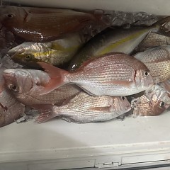 10月 30日(木)午後便・ウタセ真鯛の写真その11