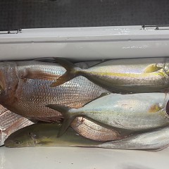 10月 30日(木)午後便・ウタセ真鯛の写真その12