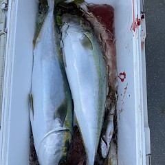 10月 30日(木)午前便・タテ釣りの写真その8