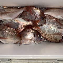 11月 1日（土）午後便・ウタセ真鯛の写真その6