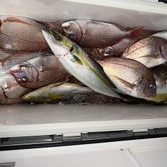 11月 1日（土）午後便・ウタセ真鯛の写真その8