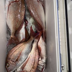 11月 1日（土）午後便・ウタセ真鯛の写真その9