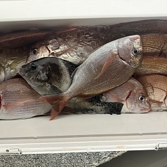 11月 1日（土）午後便・ウタセ真鯛の写真その10