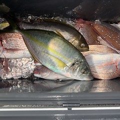 11月 1日（土）午後便・ウタセ真鯛の写真その11