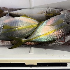 11月 1日（土）午後便・ウタセ真鯛の写真その12