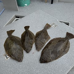 11月1日（土）午前便・ヒラメ釣りの写真その9