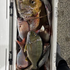 11月1日(土)午後便・ウタセマダイ釣りの写真その2