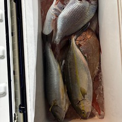 11月1日(土)午後便・ウタセマダイ釣りの写真その4