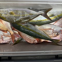 11月 2日（日）午後便・ウタセ真鯛の写真その7