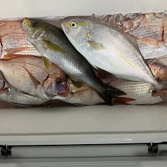 11月 2日（日）午後便・ウタセ真鯛の写真その8