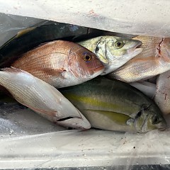 11月 2日（日）午後便・ウタセ真鯛の写真その9