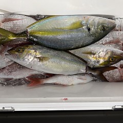 11月 2日（日）午後便・ウタセ真鯛の写真その10