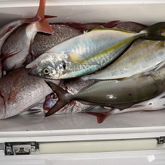 11月 2日（日）午後便・ウタセ真鯛の写真その11