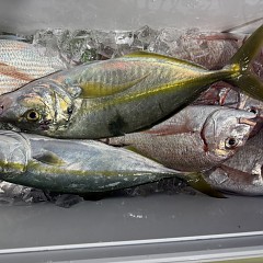 11月 2日（日）午後便・ウタセ真鯛の写真その12