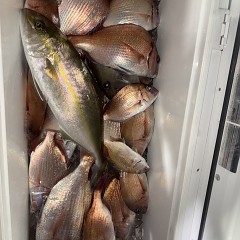 11月 3日(月)午後便・ウタセ真鯛の写真その4