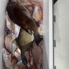 11月 3日(月)午後便・ウタセ真鯛の写真その5