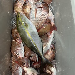 11月 3日(月)午後便・ウタセ真鯛の写真その6