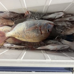 11月 3日(月)午後便・ウタセ真鯛の写真その8