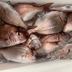 11月 3日(月)午後便・ウタセ真鯛の写真その9