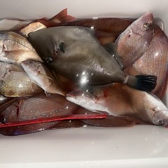 11月 3日(月)午後便・ウタセ真鯛の写真その10