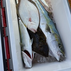 11月3日(月)午前便・ヒラメ釣りの写真その6