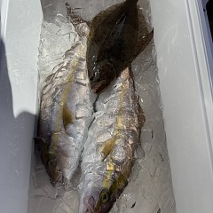 11月3日(月)午前便・ヒラメ釣りの写真その7