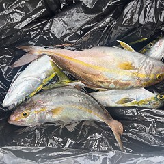 11月4日(火)午前便・ヒラメ釣りの写真その5