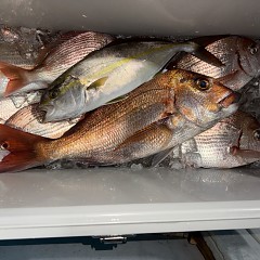 11月 4日（火）午後便・ウタセ真鯛の写真その7