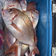 11月 4日（火）午後便・ウタセ真鯛の写真その8