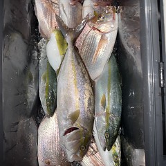 11月 4日（火）午後便・ウタセ真鯛の写真その9