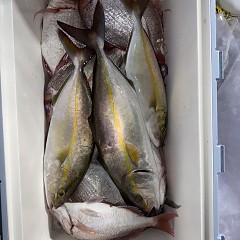 11月 4日（火）午後便・ウタセ真鯛の写真その10